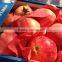 Fresh Egyptian pomegranate