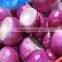 Fresh Onion supplier manufacturer