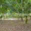 High quality jackfruit fruit Seeds artocarpus heterophyllus seeds For planting