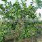 fresh gree yellow lemon tree seedling