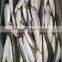 Frozen Sardine Fish For Bait