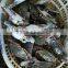 Frozen Blue Swimming Crab products