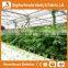 Heracles Trade Assurance vegetables multi-span greenhouse