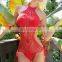 Women Sexy Swimsuit Crochet Bathing One Piece Push Up Padded Bikini