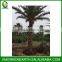 Phoenix sylvestris palms trunk 4m