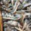 Sand lance with 8.5kg for feeding