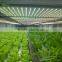 Shenzhen Factory 300 watt 1000 watt LED Grow Light Weed Growing Lights