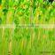 Healthy Automatic Green Bean Sprouting Machine for Sale