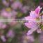 Blooming plants Bauhinia variegata seedling