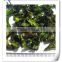 Dehydrated Green Bell Peppers with Kosher BRC HACCP and ISO certificate