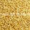 Superior Quality Yellow Millet