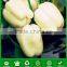 SP04 Baixing no.2 white hybrid bell pepper seeds, sweet pepper seeds in vegetable seeds