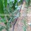 Agriculture irrigation micro spray tape