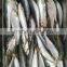 Frozen Sardine Fish For Bait