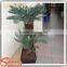 China suppliers small palm trees cycas revoluta price cycas revoluta