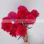 No pullution carnation cut flowers for sale