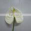 Fresh factory direct supply antirrhinum cut flower from china
