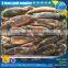 Frozen argentina squid price for tuna fishing