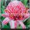 Flower cheap stretched canvas prints