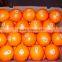 Hot sale fresh sweet Navel Orange with best price