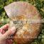 Wholesale Large Snail Fossils/Gemstone Jewelry/Gemstone Art Crafts