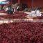 red chilli pods