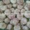 2016 best price fresh garlic promotion /sell new crop fresh garlic