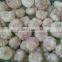 High Quality Best Price 100% Natural Egyption Fresh Super White Garlic