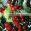 GMP Factory Supply High Quaity Cranberry Fruit Extract