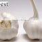 PURE WHITE FRESH GARLIC 4.5CM