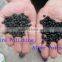 Edible Bean Polishing Machine