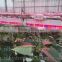 LED Grow Light for Greenhouse, Grow Tent and Hydroponic System