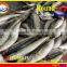 FROZEN MARUADSI WHOLE ROUND (ROUND SCAD)