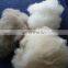 Manufacturer carded and dehaired Inner Mongolian cashmere fiber Lt.grey