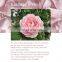 brightening whitening Damascus pure bulk private label organic hydrosols spray rose water