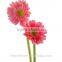 Kunming flower export long stem glass flowers pvc flower stem with 70-80cm long from Yunnan, China