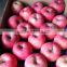Red Color Fuji apple Fresh Style fruits fresh fuji apple fruit for sale Fuji apple exporter in China