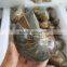 Natural Ammonite Fossils Polished Jade Fossils for Wholesale