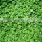 IQF Frozen green papper diced with good quality
