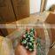 AUTOMATIC CAPSULE FILLING EQUIPMENT