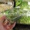 Fruit Packaging Tray 750g Disposiable Clear Plastic Packing Flat Vegetables Tray
