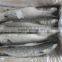New Coming Best Quality Frozen Fish Giant Gutted Mullet