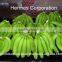 Fresh Green Bananas for Sale