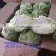 FRESH CABBAGE for sale / +84963818434 whatsapp , kakaotalk