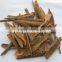 cassia broken from China