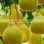 Pomelo