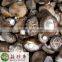 Fresh shiitake mushroom China low prices wholesale spawn cultivation