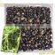 kasetsart university product Herbal velvet bean for Male enhancement