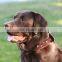 Soft Touch Basic Classic Padded Leather Pet Collars Adjustable Durable Dog Collars Pet Supplies