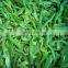 Manufacturer and Exporter of IQF Frozen Green Bell Pepper
